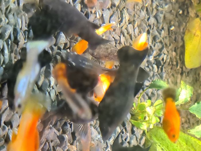 Molinezja duża ładna