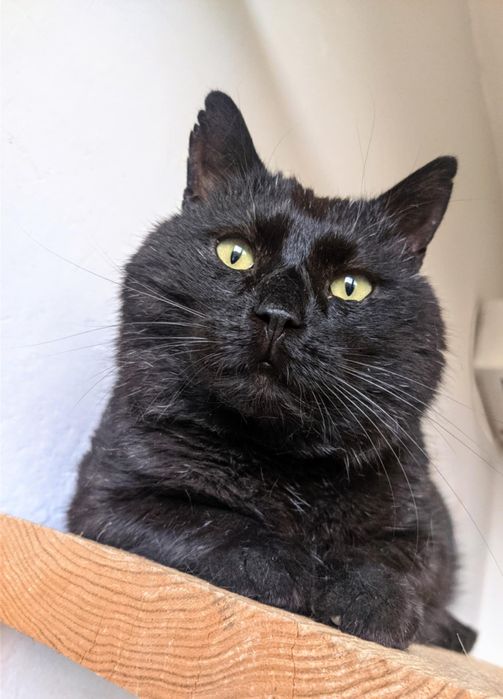 Kot czarny węgielek czarnulek szuka domu niekupujadoptuj kocur