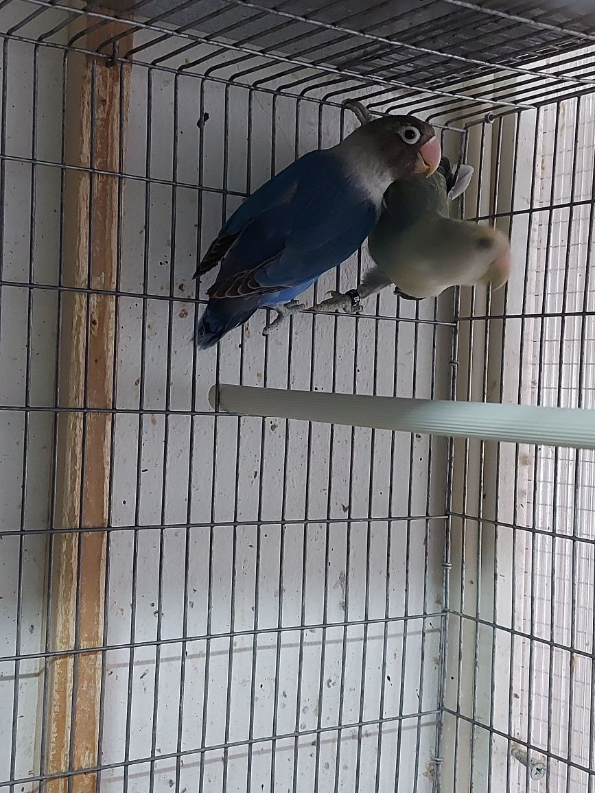 Fêmeas Agapornis