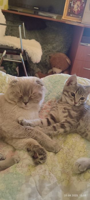 Продам кішечку дуже красива