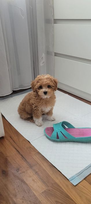 Maltipoo, Pudel toy plus Maltańczyk, szczeniak,prześliczny chłopiec