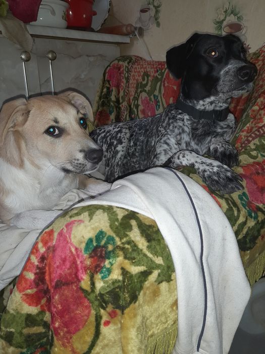 Песик метіс 3 місяці.