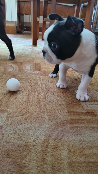 Boston Terrier Piesek