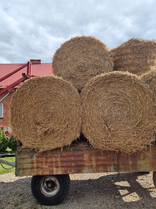 Słoma z pszenicy, bele 120x120