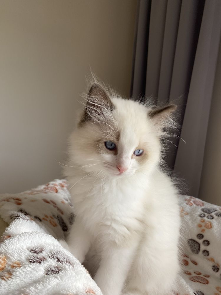 Ragdoll sliczny kocurek