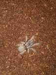 psalmopoeus pulcher 2dc