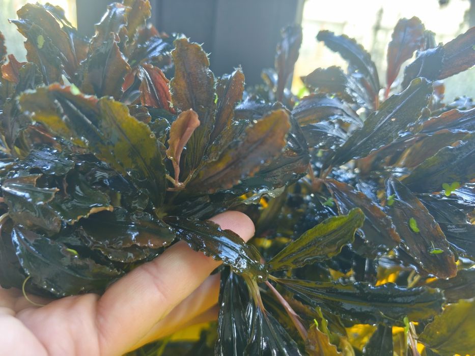 Bucephalandra, Bucki