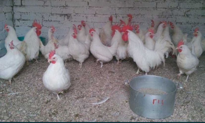 продаются куры мясо яичной породы