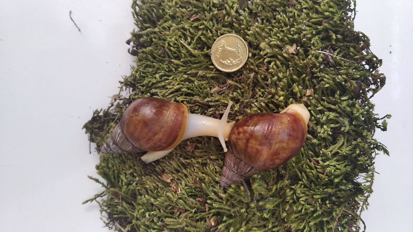 Ślimaki afrykańskie