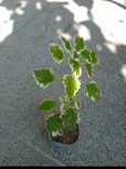 Planta de incenso e mirra