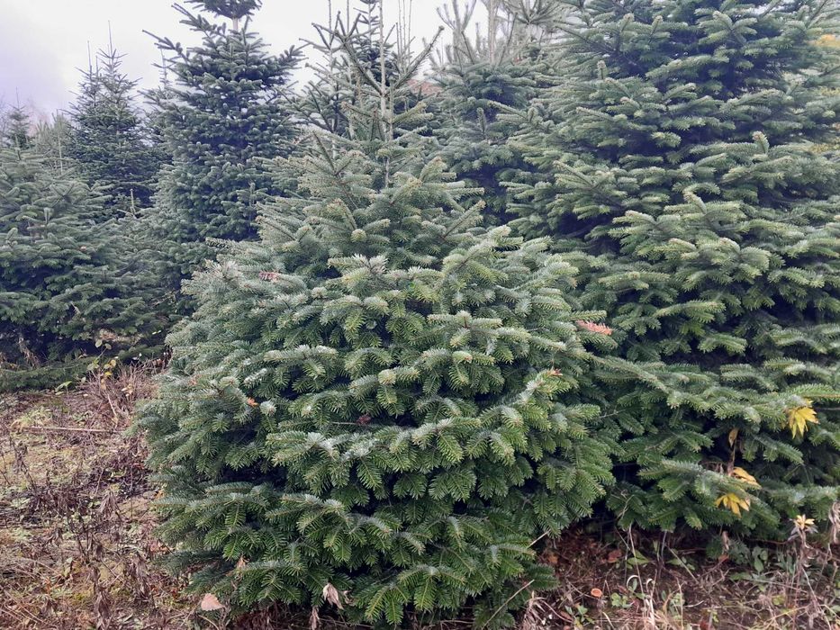 Choinka! Choinki! Ładne, gęste świerki i jodły z dowozem pod dom!