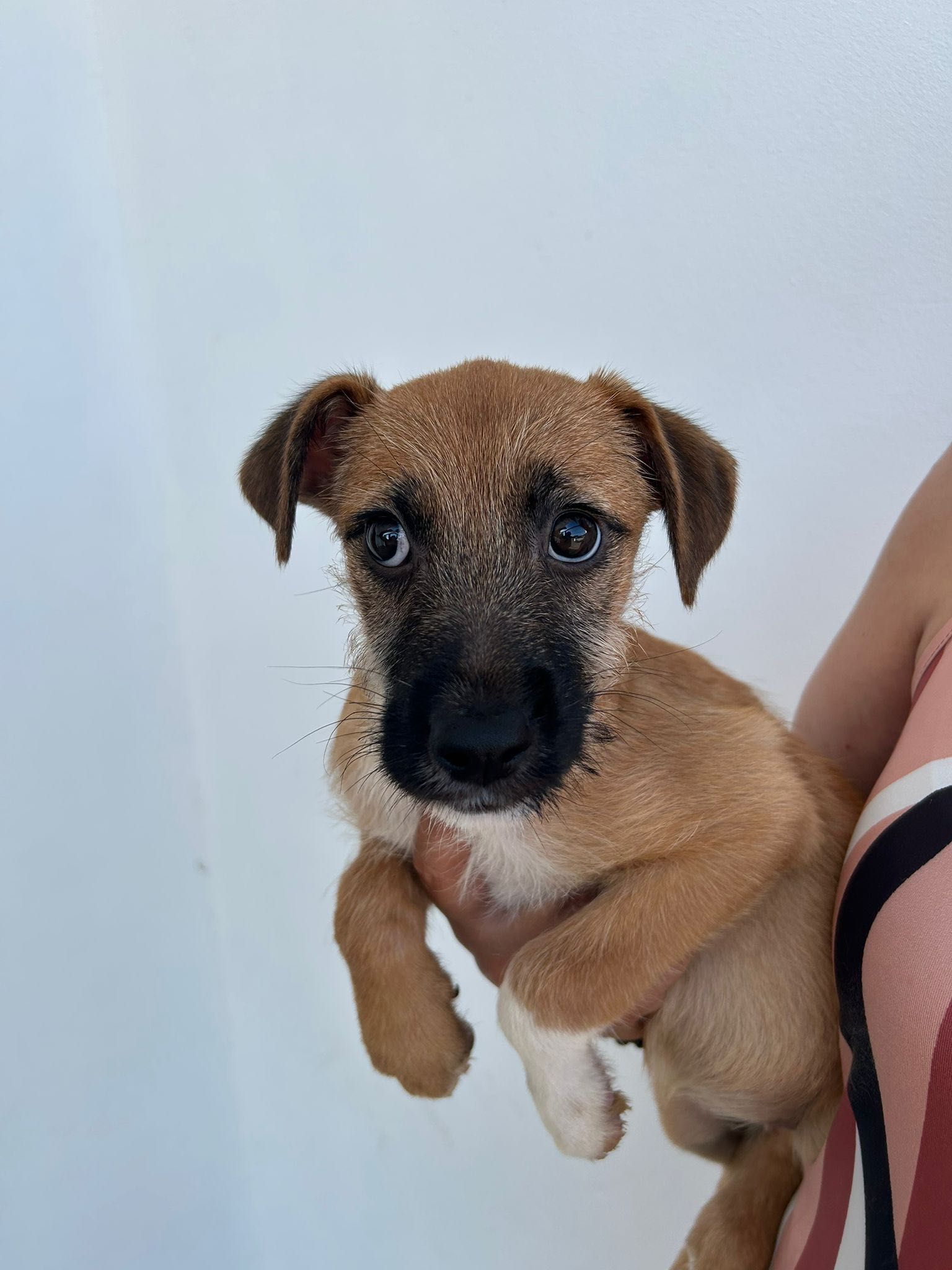 Cadela bebé para adoção RESPONSÁVEL