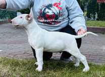 Bulterier Standardowy warunek hodowlany