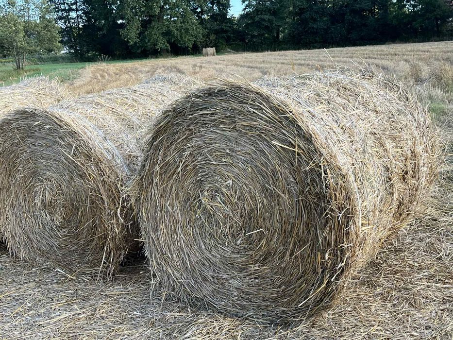 Sprzedam słomę z 29.08.2025