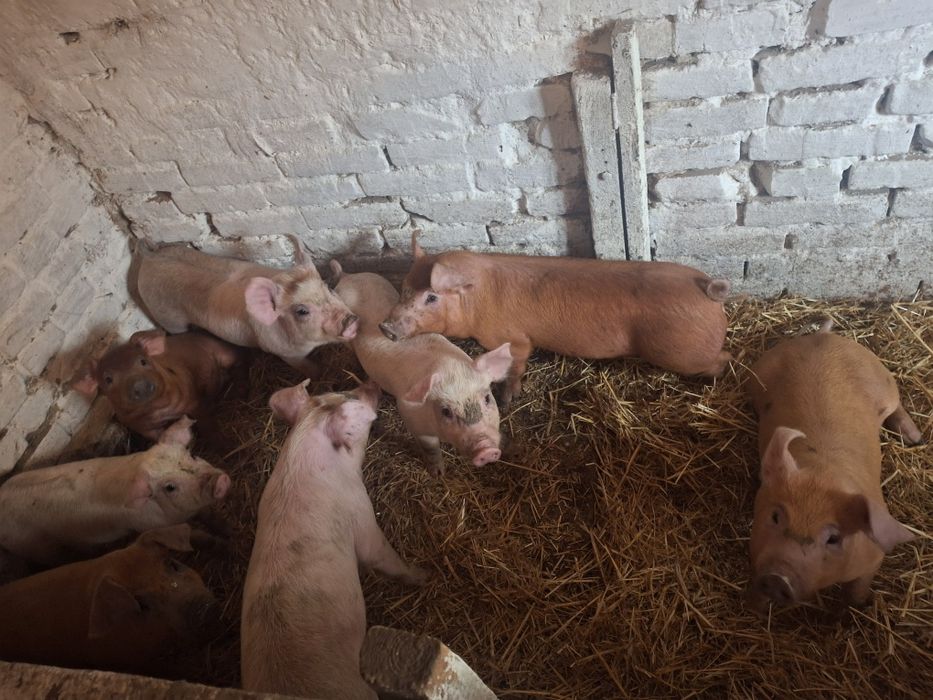 Продамо м'ясних свиней