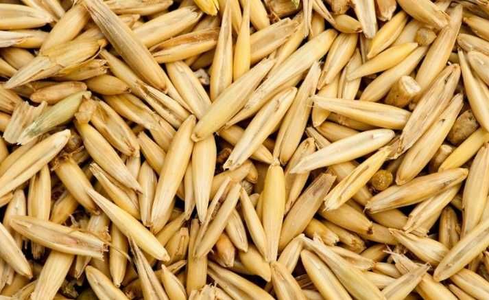 Owies że zbiorów 2025 Sprzedam ok.1000 kg