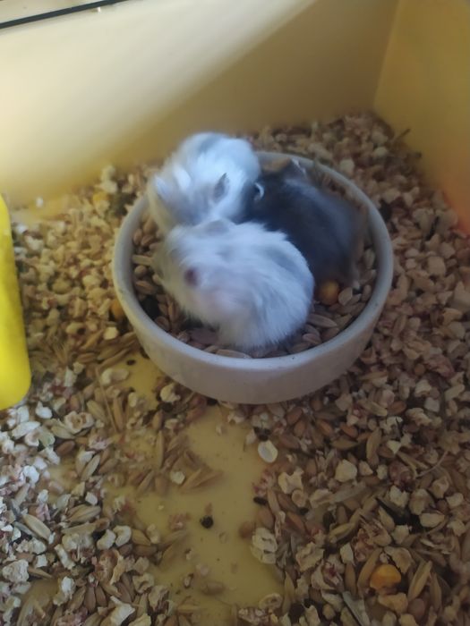 Джунгарский хомяк