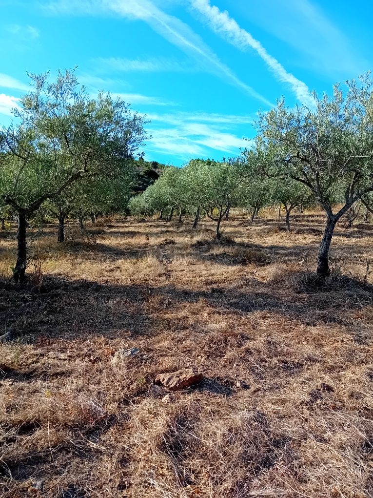 Azeite tras os montes