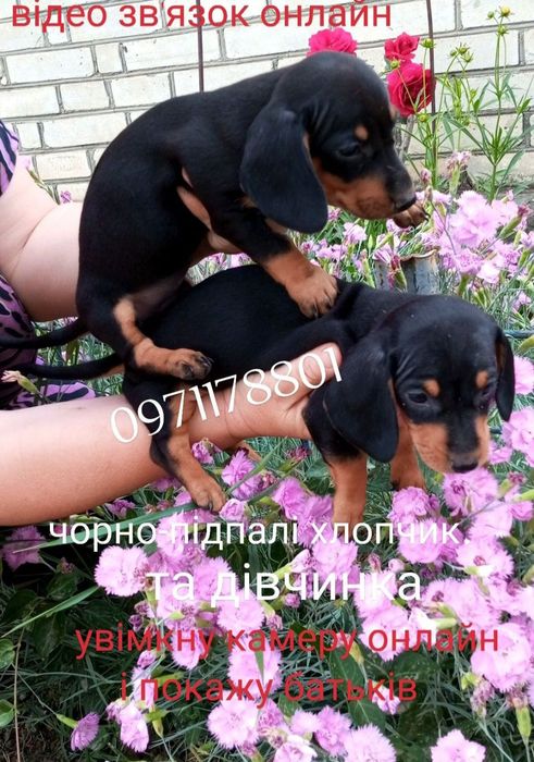 гарний вибір чистокровних міні таксят,