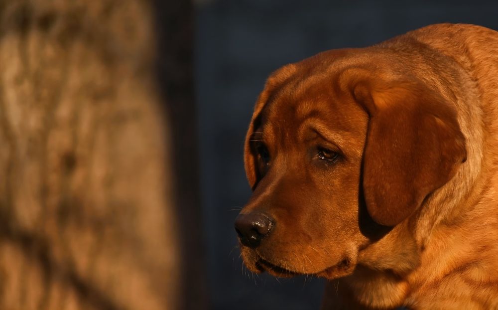 Лабрадор фоксред ексклюзив