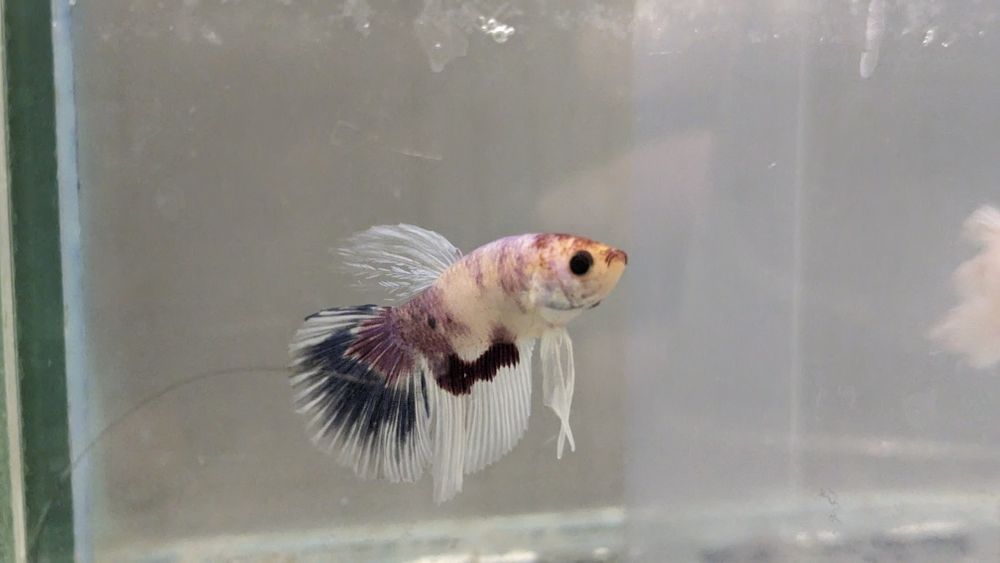 Шикарні півник здорові, та яскраві