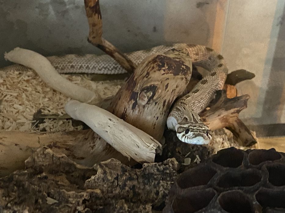 Heterodon zachodni Arctic anaconda 50% het.Albino + terrarium