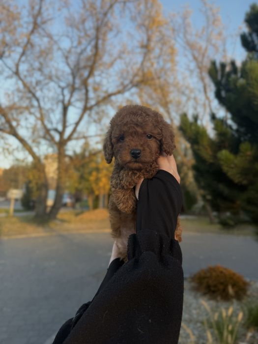 Елітні малюки той-пуделя редбраун