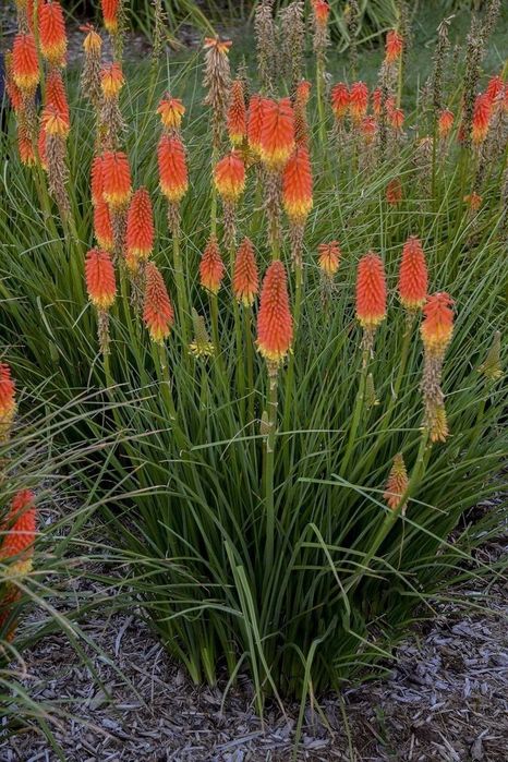 Книффофия ягодная