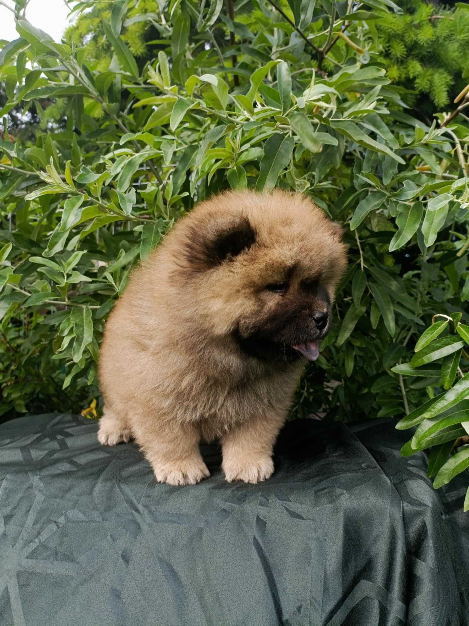 Wzorcowy Chow Chow piękny exterrier rodzice FCI