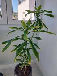 Planta Dracaena fragans