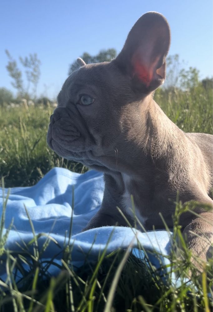 Маленький кошик радості та любові