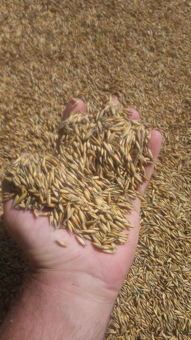 Owies jary Figaro po centrali