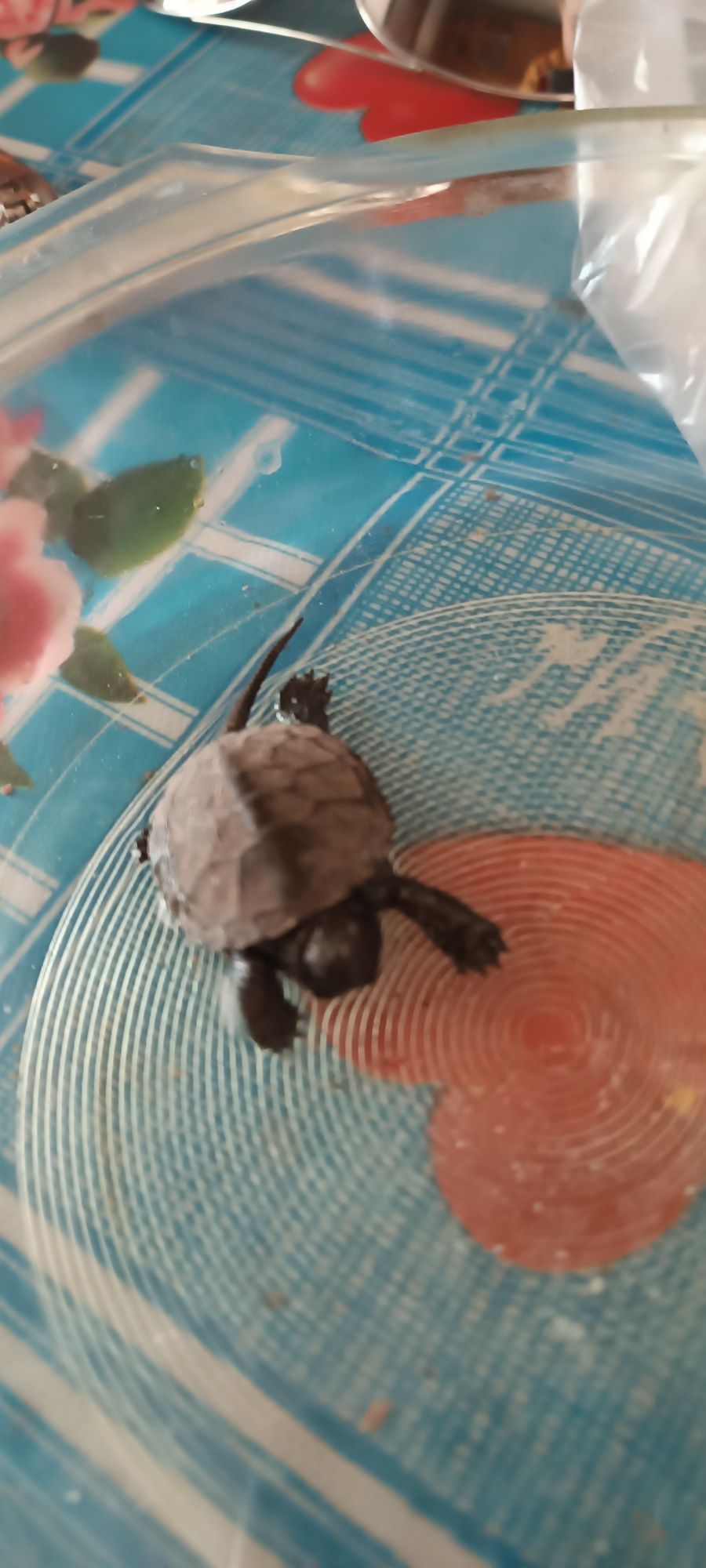Маленька черепаха