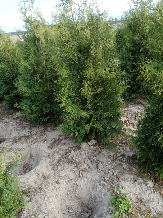 Tuja szmaragd, tuja brabant, cis, laurowiśnia, drzewa, szczepy