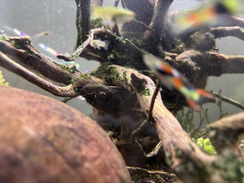 Ancistrus com mais de 3cm e alguns adultos