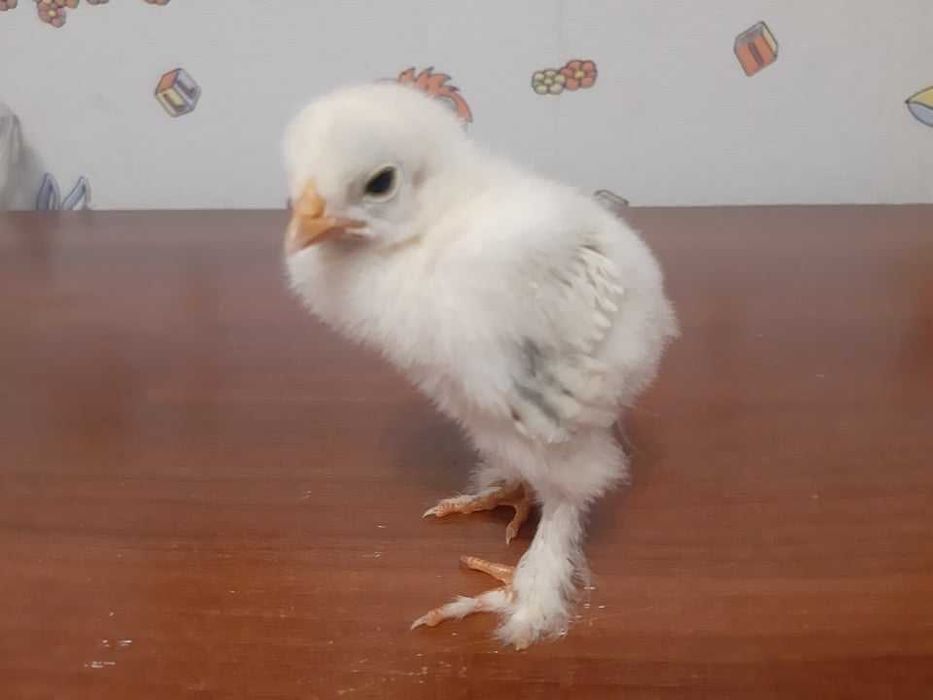 Продам курчат світла брама