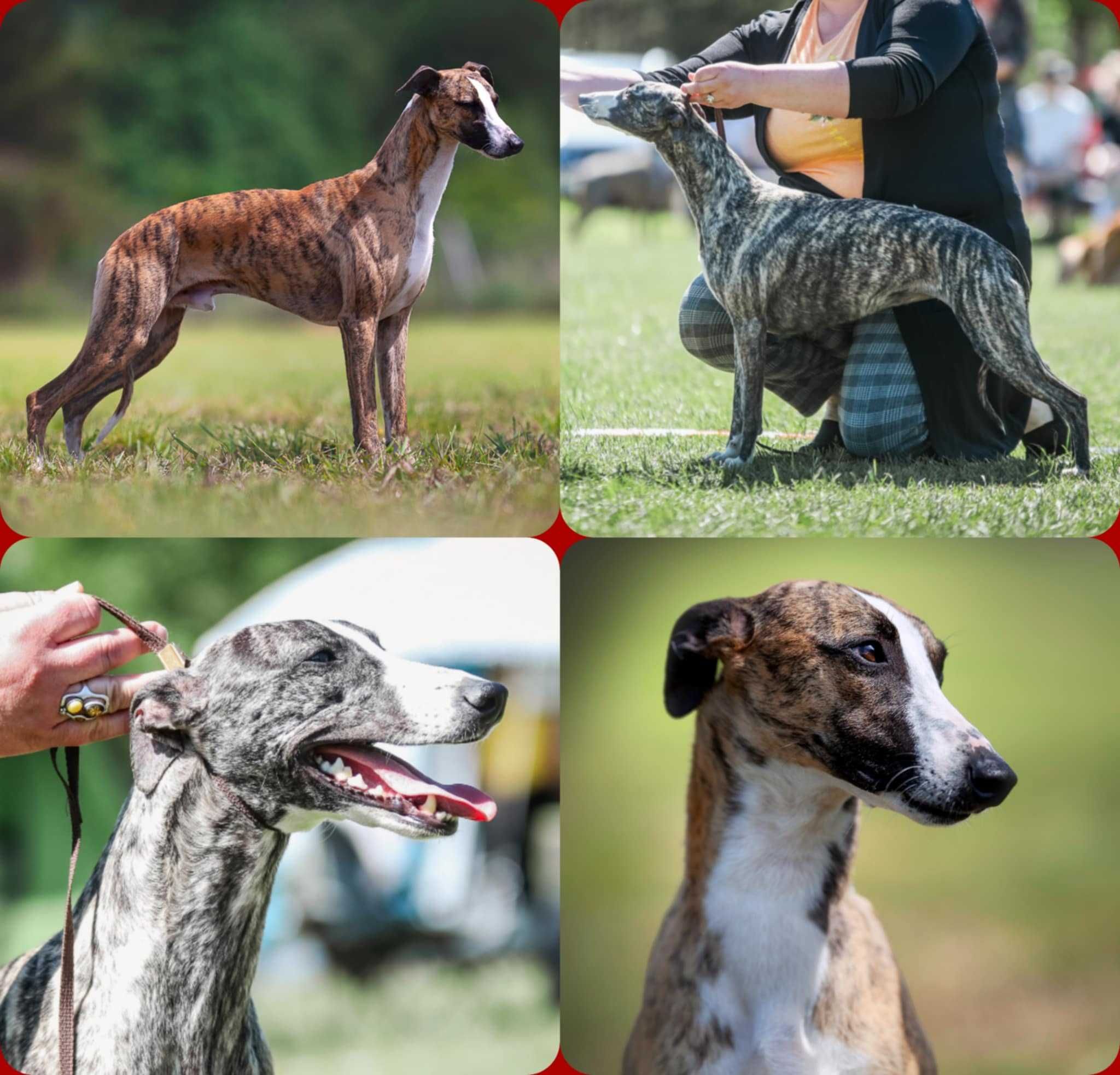 Whippet Chart angielski ZKwP/FCI śliczny piesek PORVENIR "Venio"