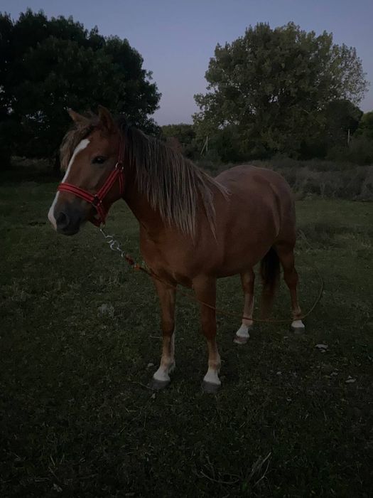 Продається лошиця