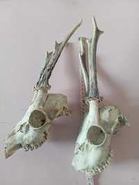 czaszki z porozami