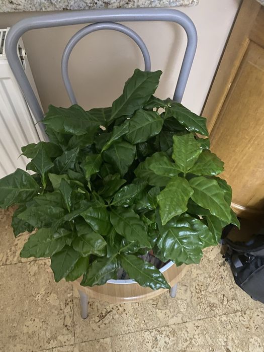 Kwiat kawa ~ w donnicy zywy