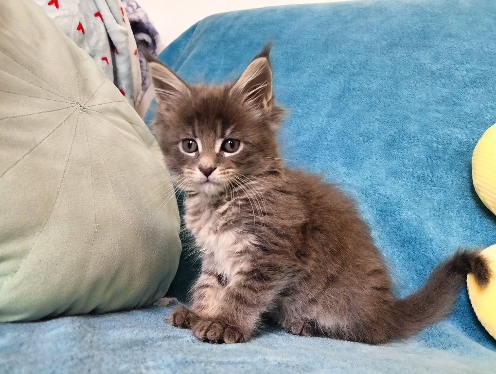 Maine coon masywna niebieska pręgowana koteczka z rodowodem FPL