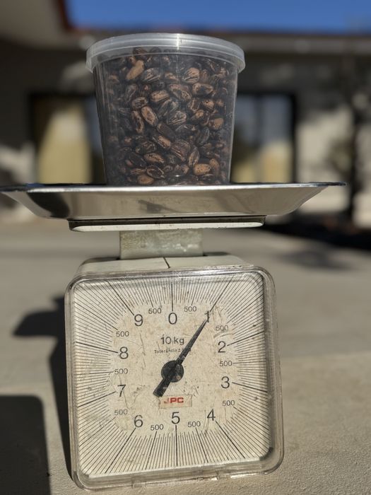 Pinhões com casca de Pinheiro-Manso | Sacos 1 kg | Promo 3 sacos = 25€