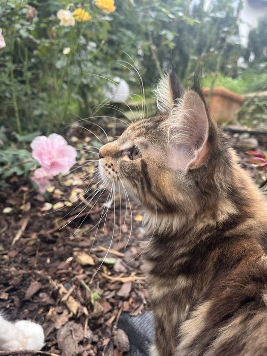 Koty rasowe Maine Coon