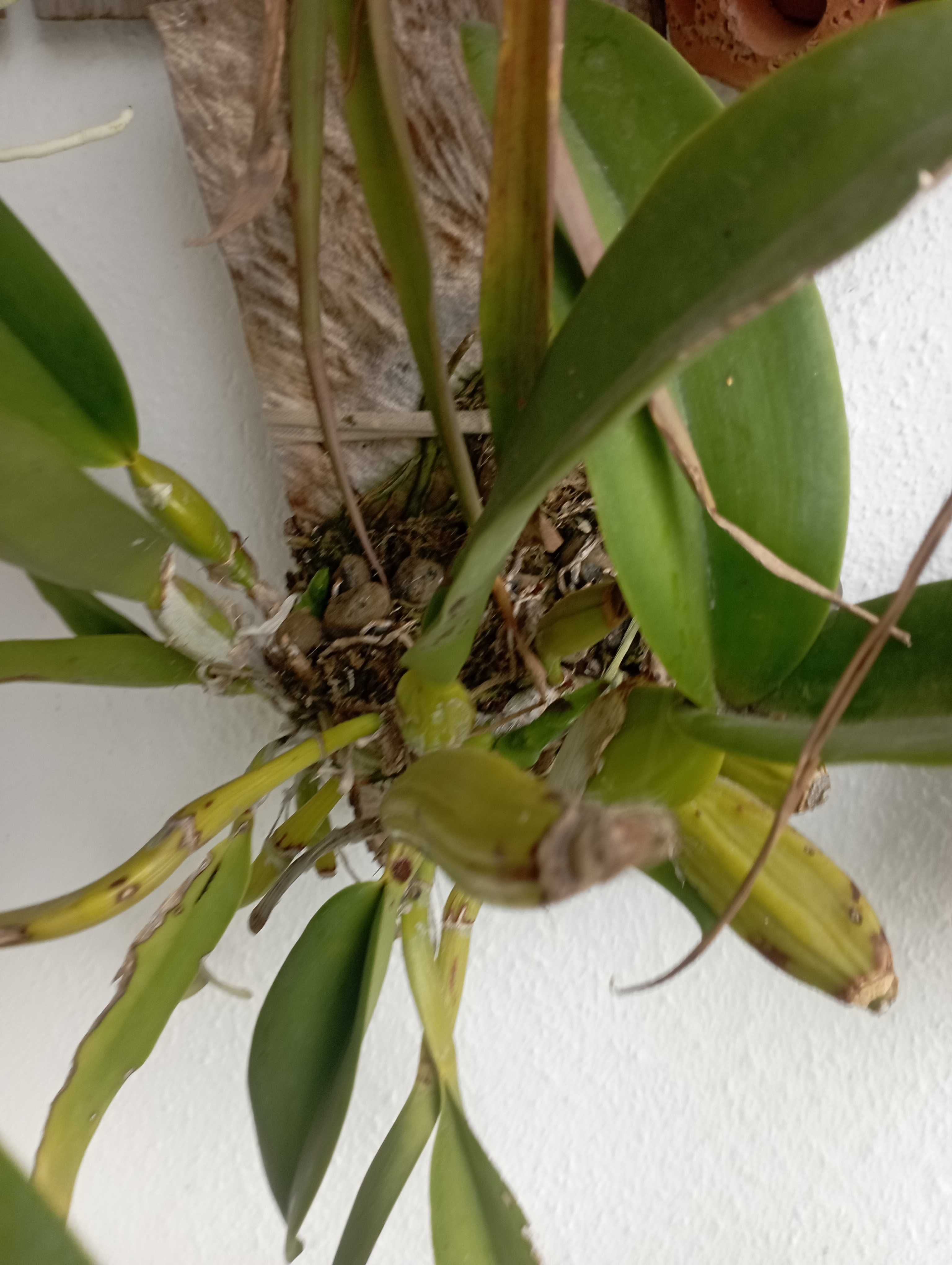 Orquídea calteya em tronco