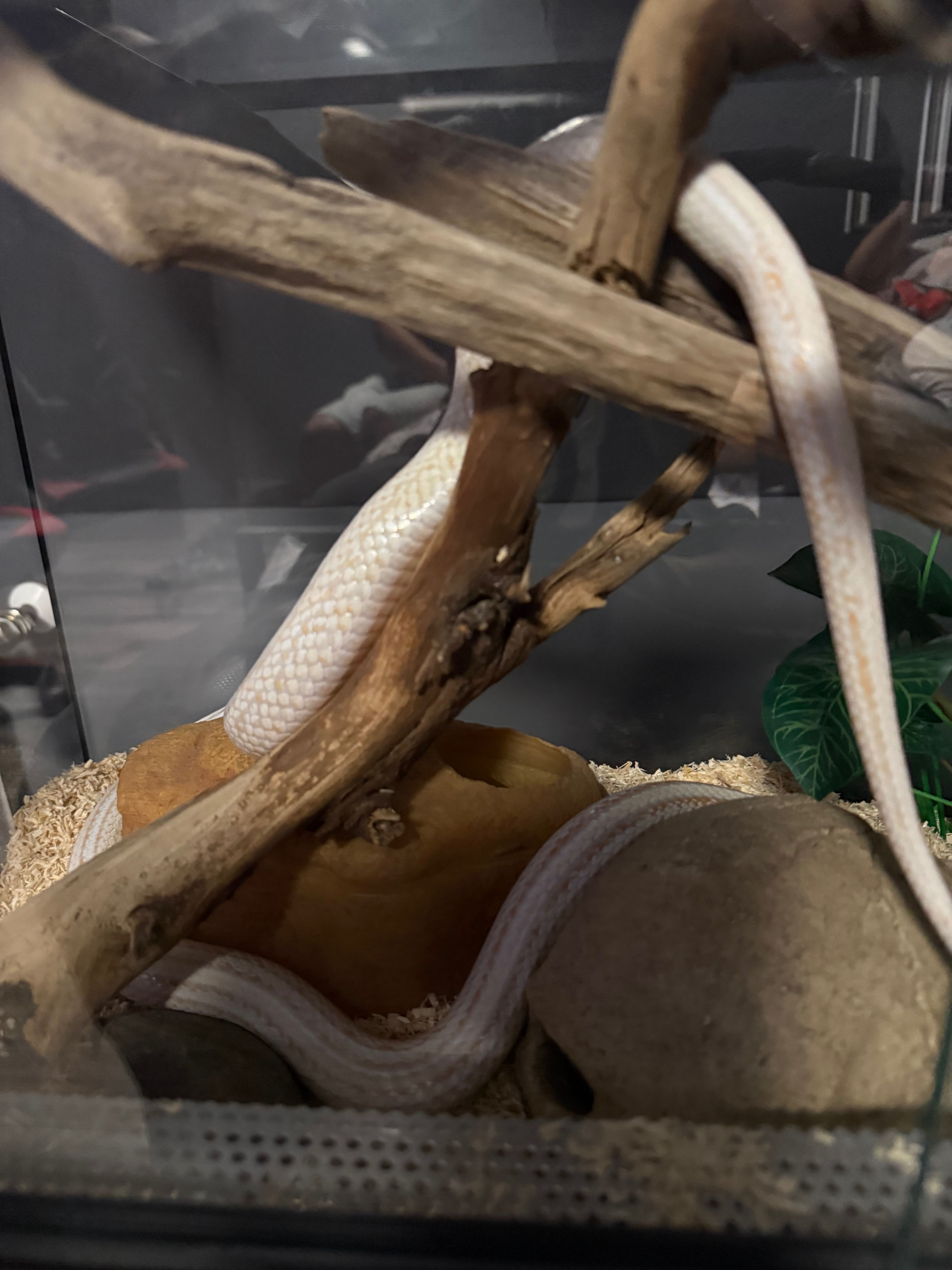 Wąż zbożowy ALBINO + terrarium i wyposażenie!