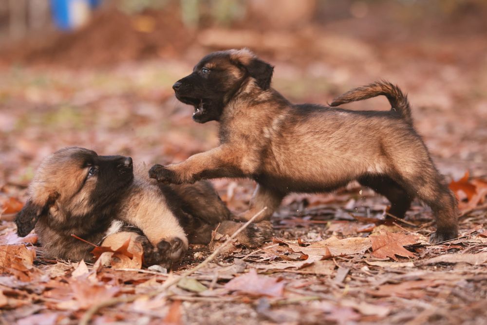 Serra da Estrela, Cachorros