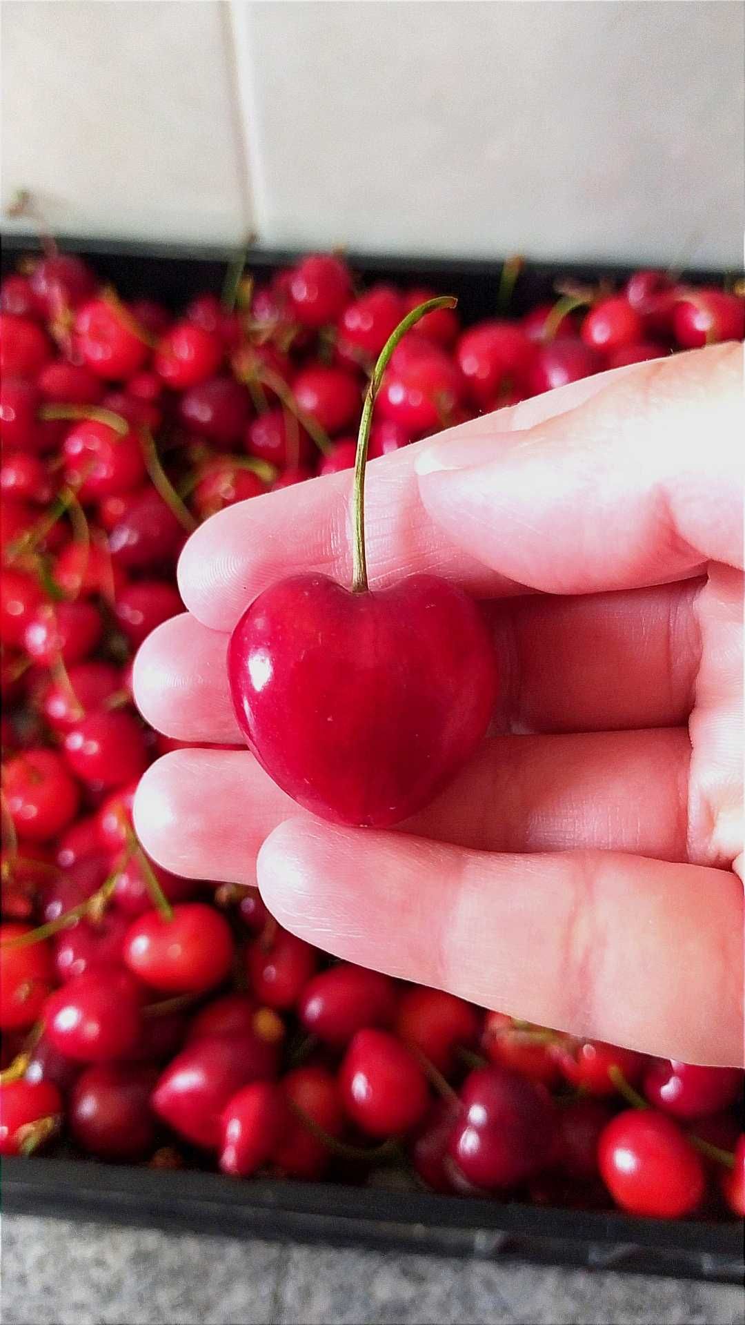 Cerejas de Mirandela