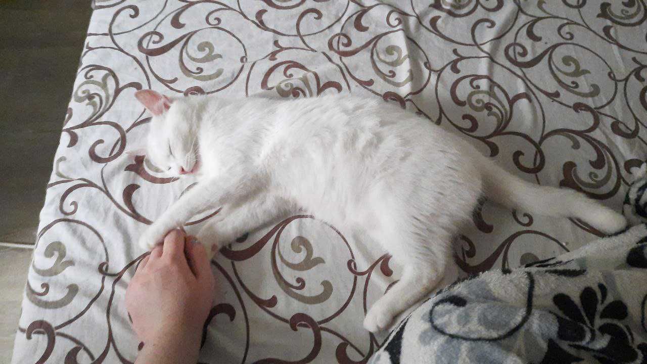 Білий та пухнастий котик Сніжок 5 місяців