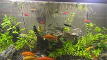 Vendo aquario 1M x 40 x 35