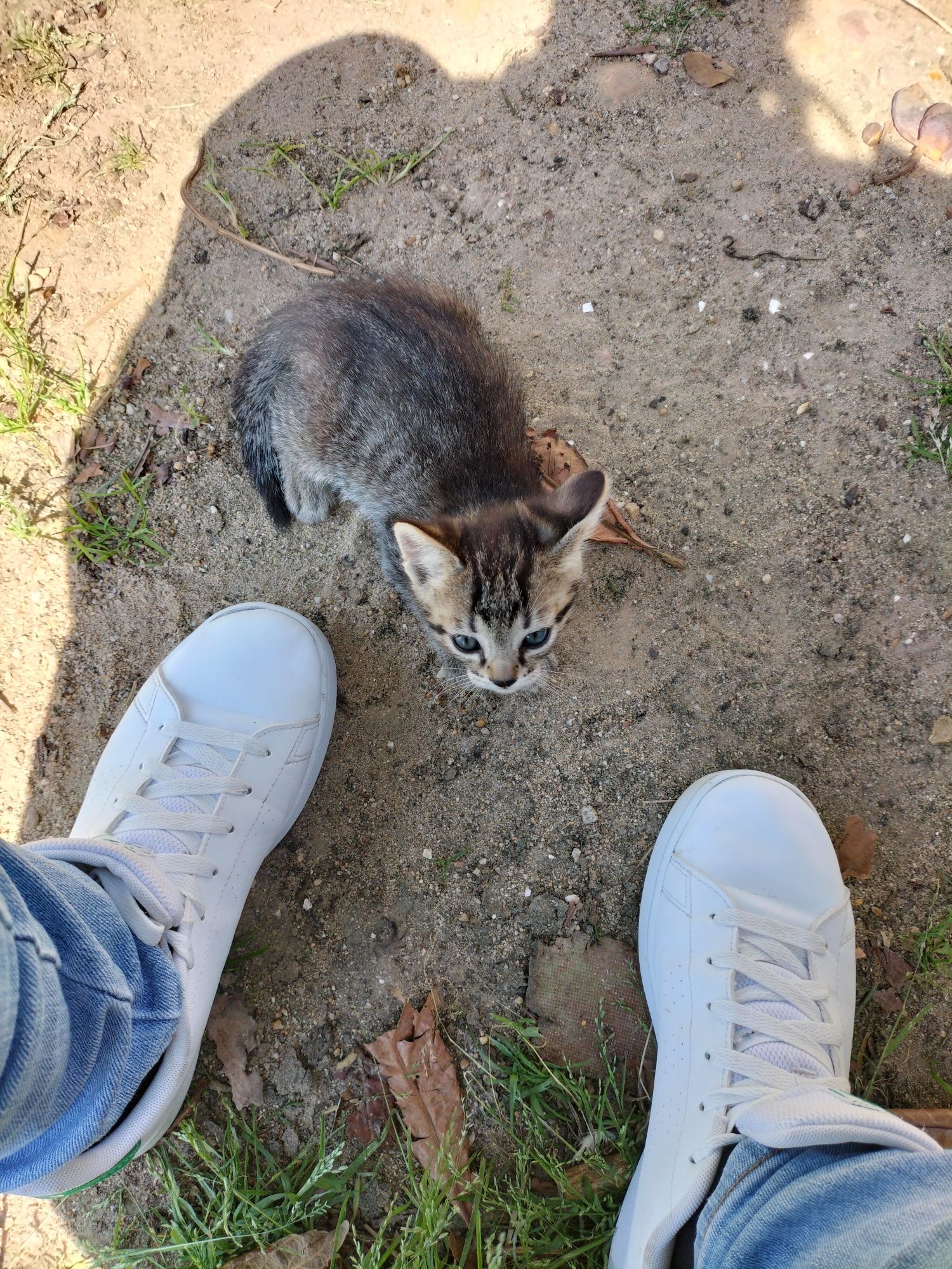 Adoção Amorosa para Gatinhos Bebés Preciosos